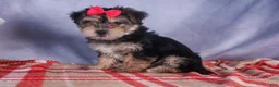Morkie dogs for sale: Nova - Ad 22