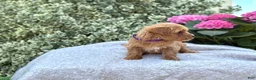 Toy Poodle dogs for sale: Penny - Ad 8