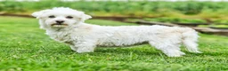 Maltipoo dogs for sale: Jack - Ad 7