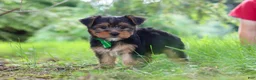 Yorkshire Terrier dogs for sale: Bobby - Ad 8