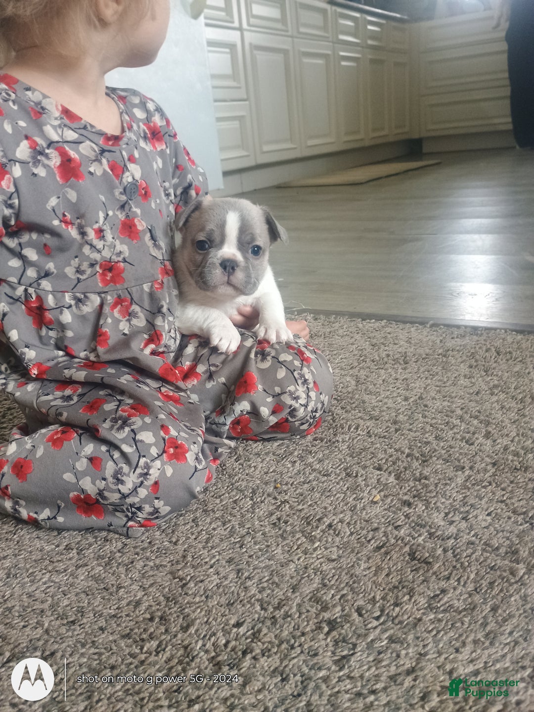 French Bulldog dogs for sale: Hope - Ad 7