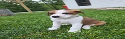 Mixed Breed dogs for sale: Flash - Ad 4
