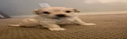 Maltipoo dogs for sale: Berry - Ad 9
