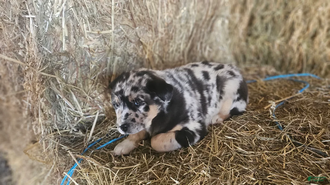 Mixed Breed dogs for sale: Spots - Ad 6