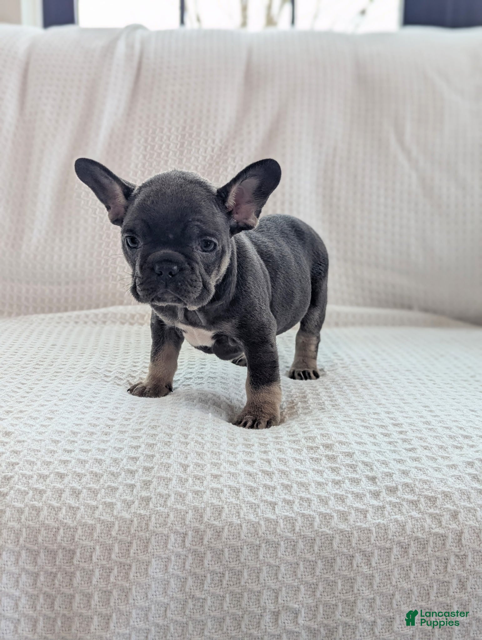 French Bulldog dogs Mojo - Ad 1