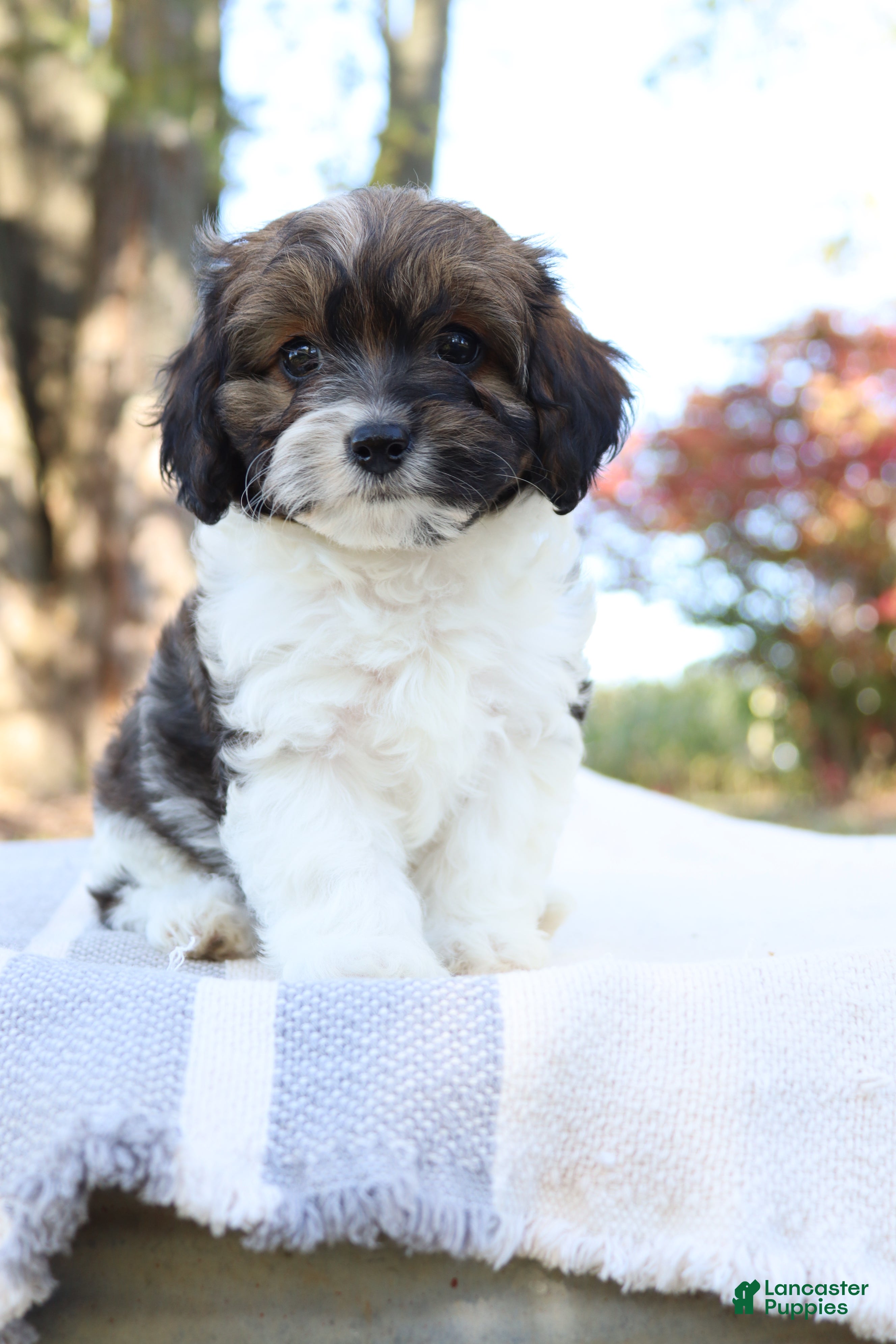Cavapoo dogs for sale: Ruby - Ad 2