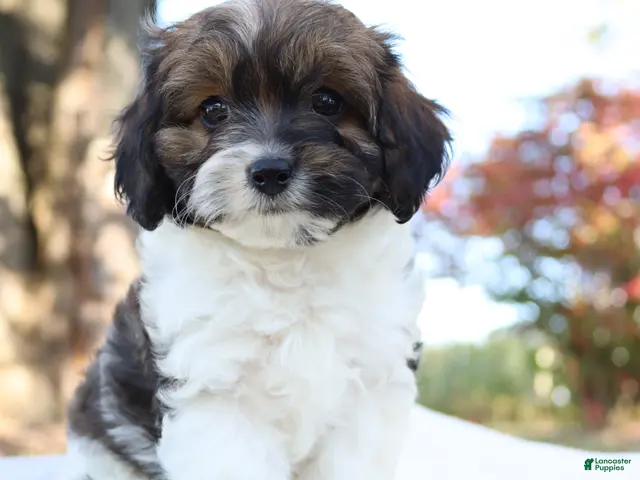 Cavapoo dogs for sale: Ruby - Ad 2