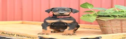 Doberman Pinscher dogs for sale: Roman - Ad 4