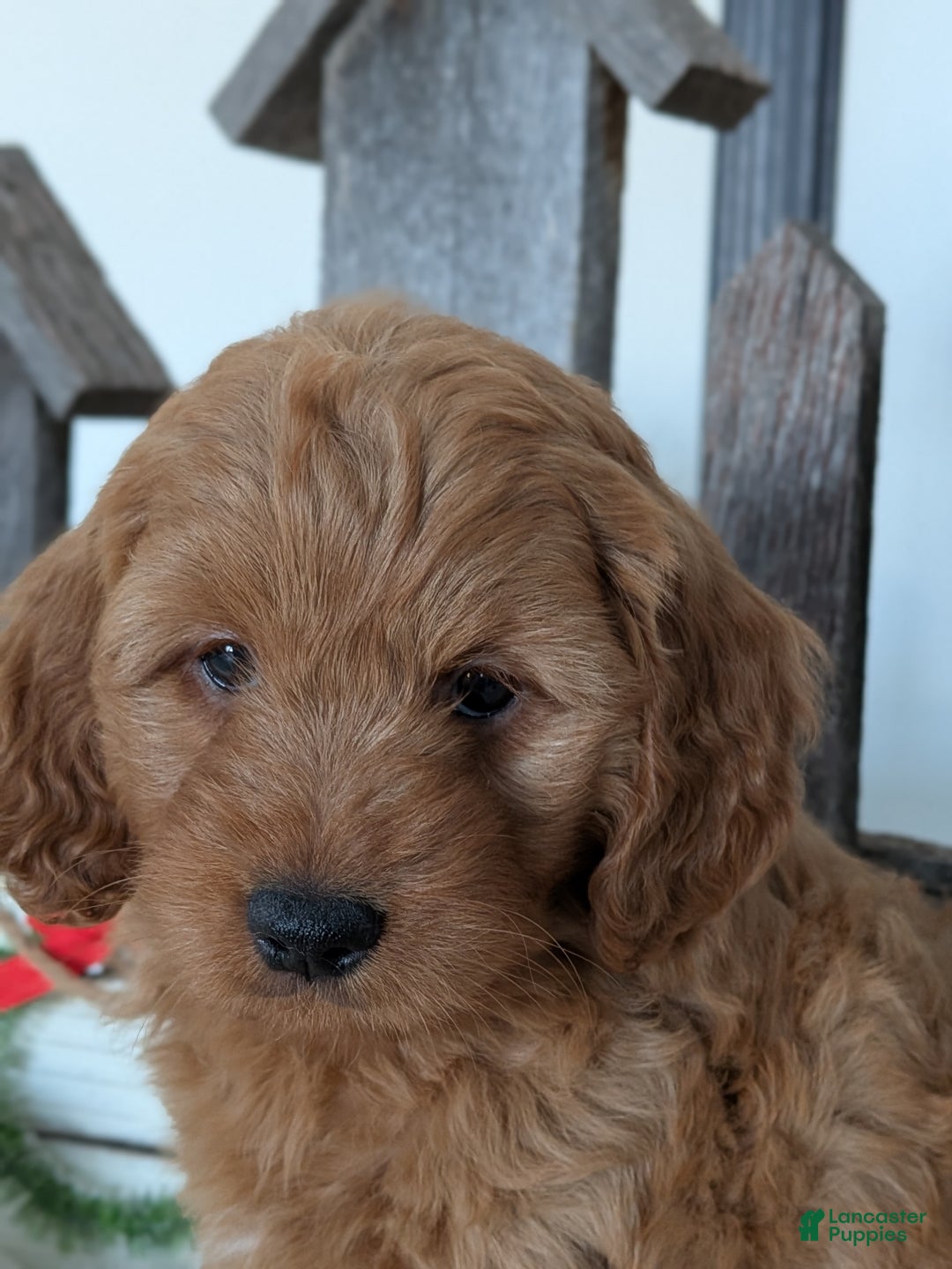 Goldendoodle dogs for sale: Ruby  - Ad 4
