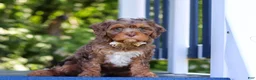 Cavapoo dogs for sale: Teddy - Ad 3