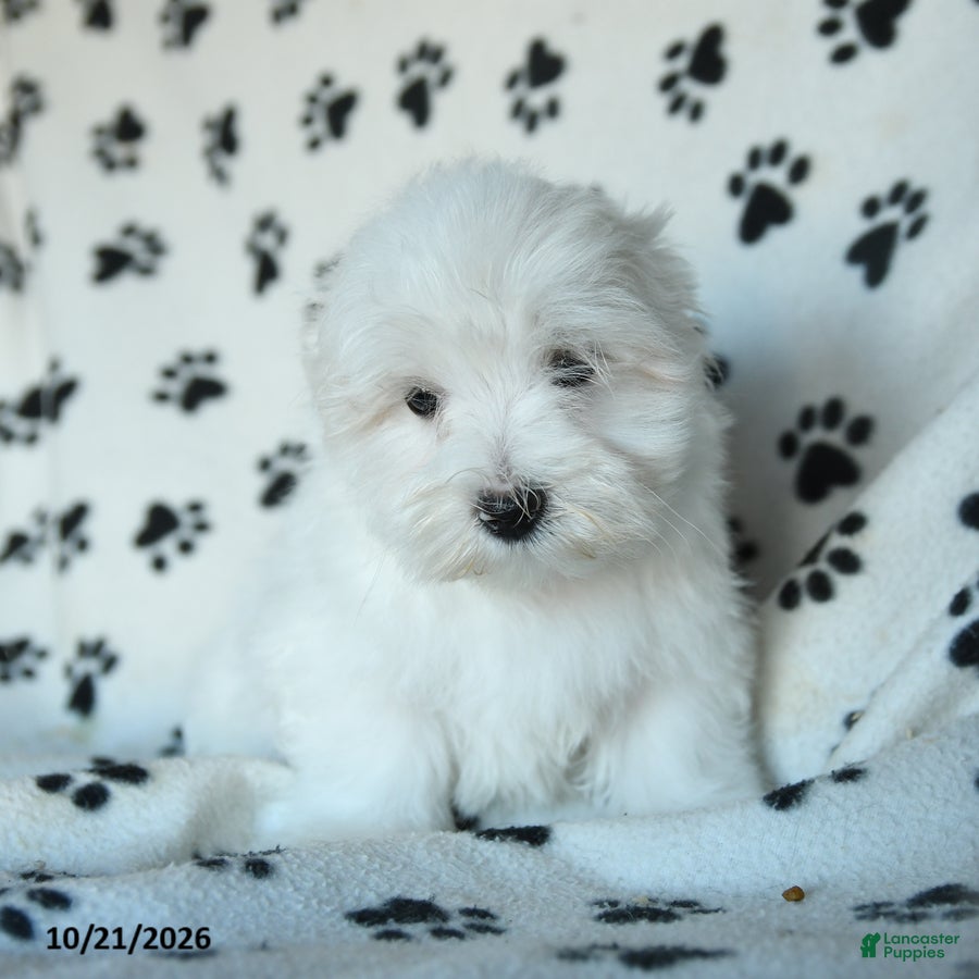 Maltese dogs Pebbles - Ad 2