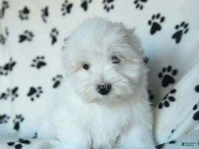 Maltese dogs for sale: Pebbles - Ad 2