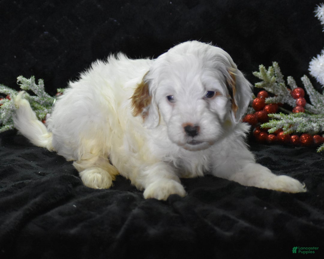 Mini Goldendoodle dogs for sale: Gaily - Ad 3