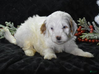 Mini Goldendoodle dogs Gaily - Ad 7