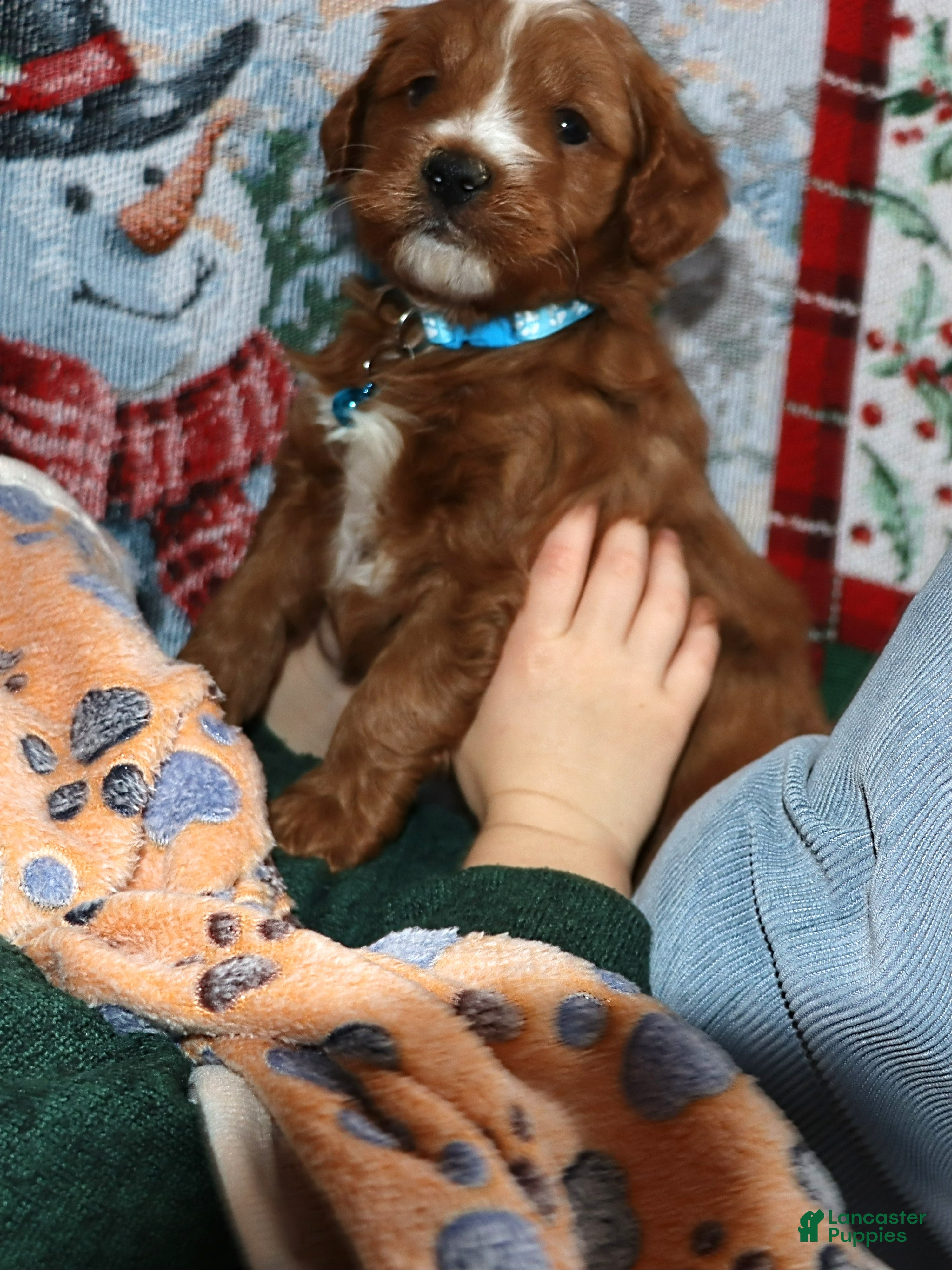 Mini Goldendoodle dogs Waylon 💙 Genetic Clear Parents - Ad 2