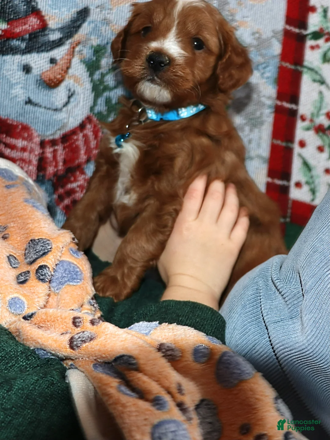 Mini Goldendoodle dogs for sale: Waylon 💙 Genetic Clear Parents - Ad 4