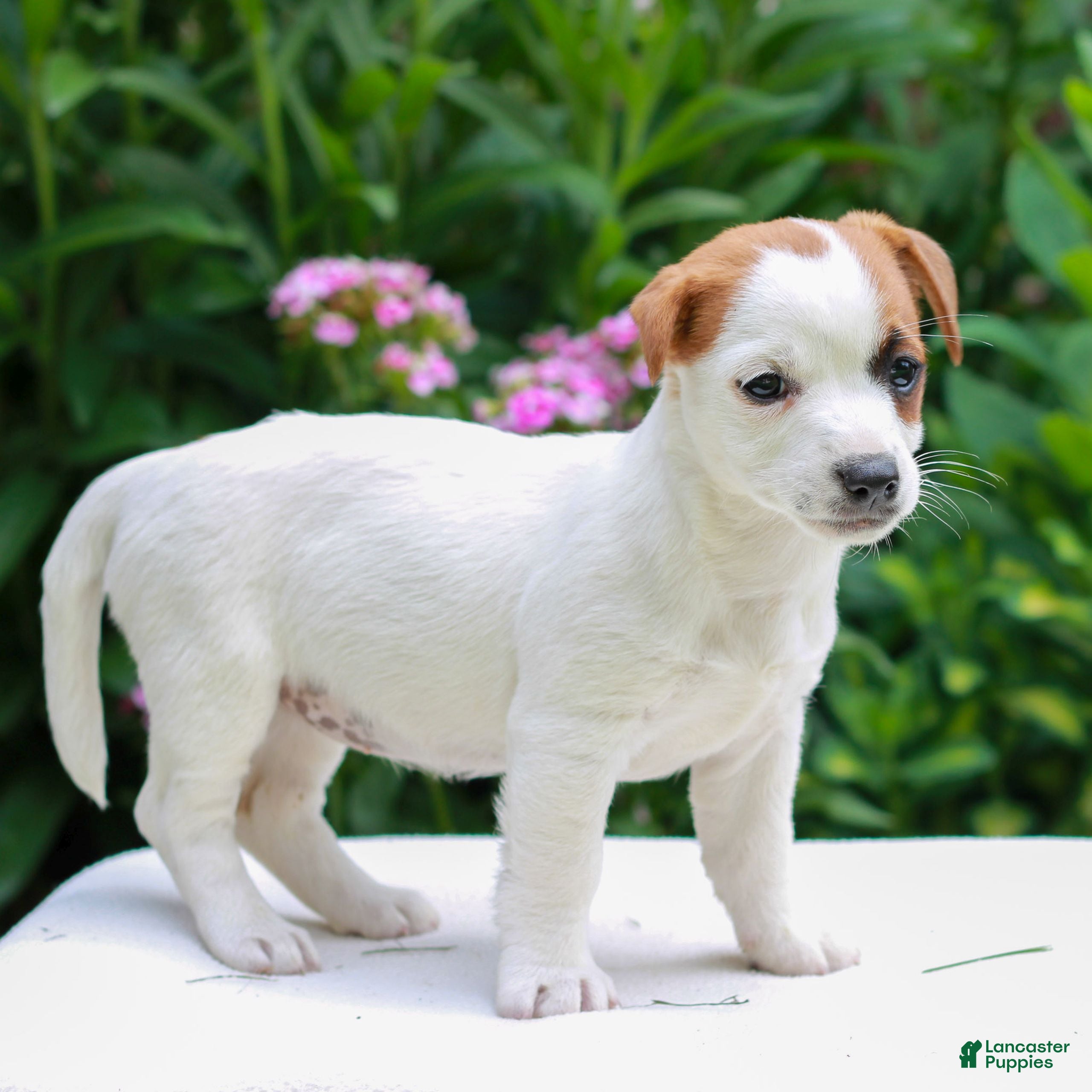 Mixed Breed dogs Sally  - Ad 2