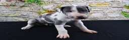 Great Dane dogs for sale: Cujo - Ad 11