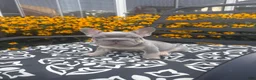 French Bulldog dogs for sale: French Bulldog 1 - Ad 7