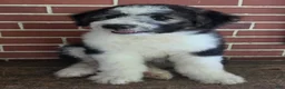 Aussiedoodle dogs for sale: BRODY - Ad 4