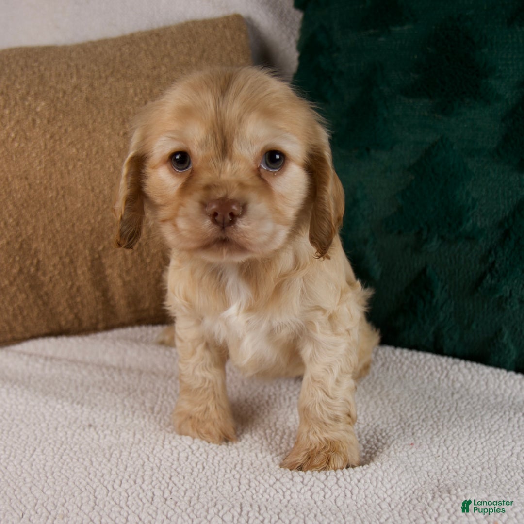 Cocker Spaniel dogs for sale: Rambo - Ad 6
