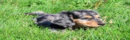 Miniature Dachshund dogs for sale: Chase - Ad 7