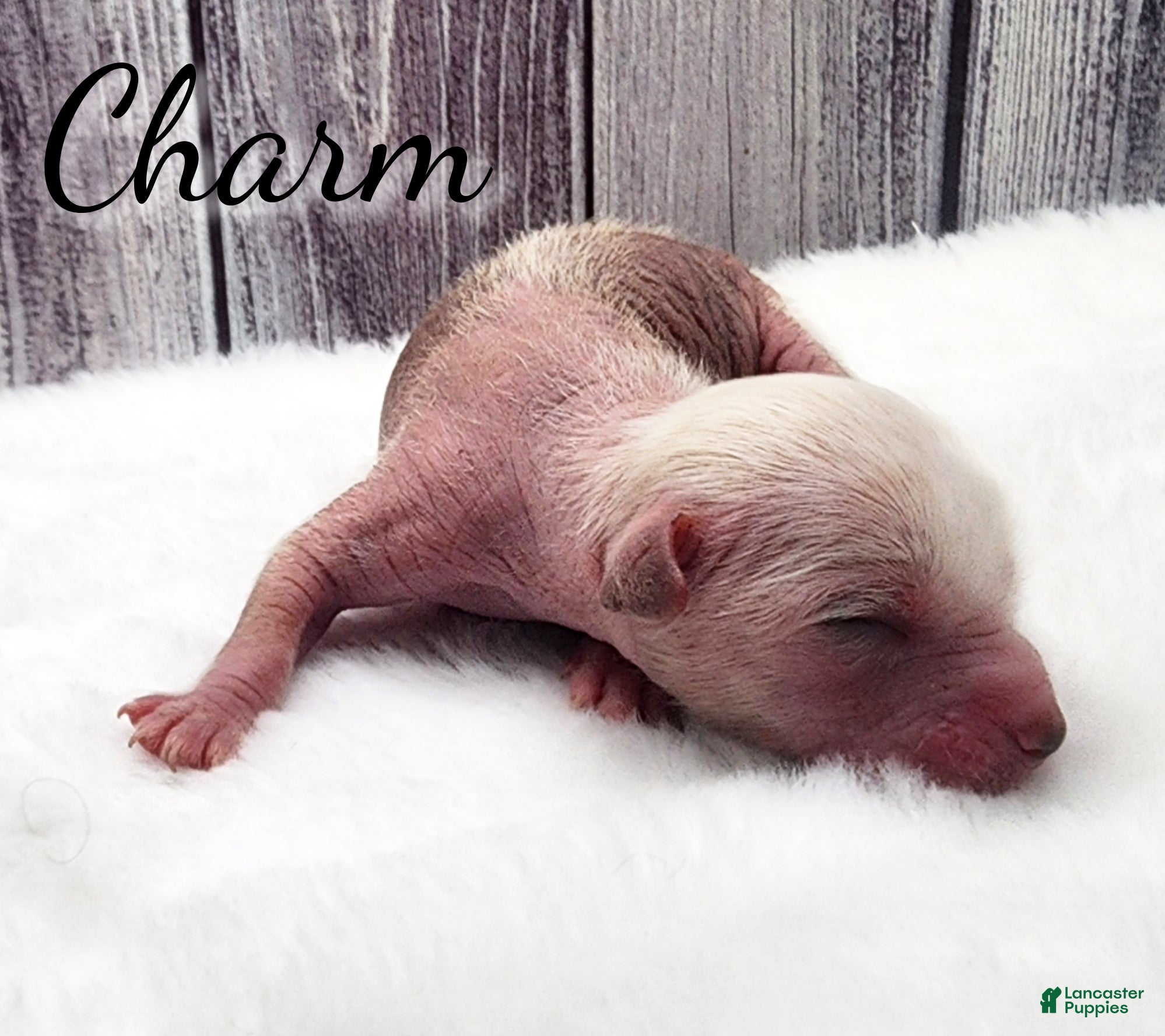 Mixed Breed dogs Charm - Ad 3