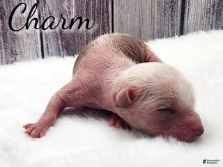 Mixed Breed dogs Charm - Ad 5