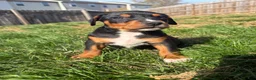 Mixed Breed dogs for sale: Bear - Ad 5