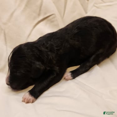Mini Aussiedoodle dogs for sale: Snoopy_Male Tuxedo - Ad 5