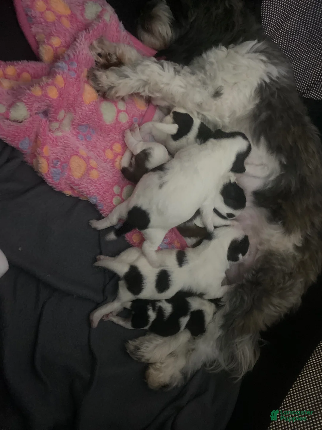 Gallery Image {{count}}