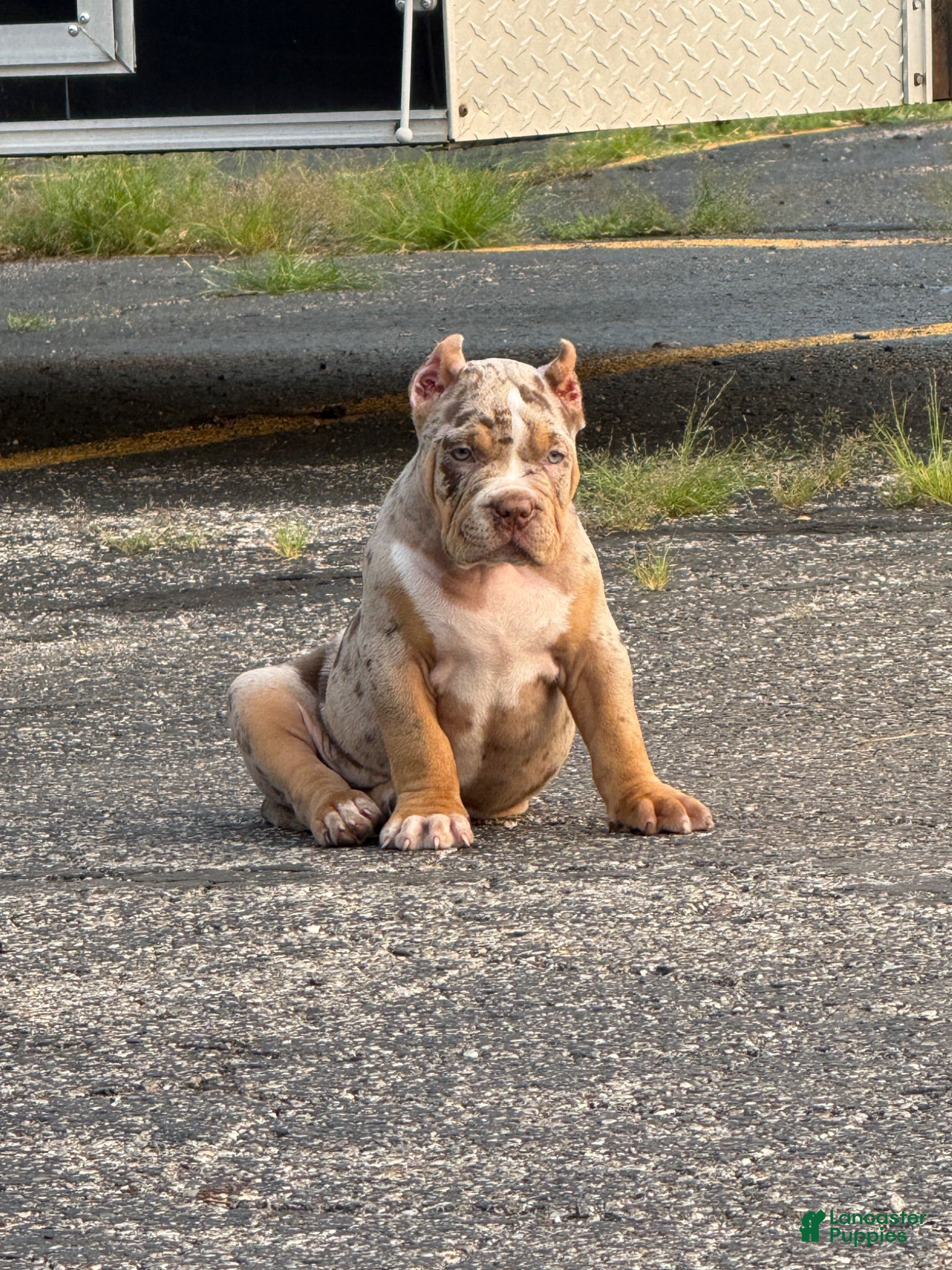 American Bully dogs American Bully 2 - Ad 33
