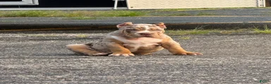 American Bully 2