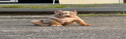American Bully dogs for sale: American Bully 2 - Ad 1