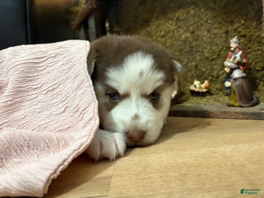 Mixed Breed dogs for sale: Sally - Ad 5