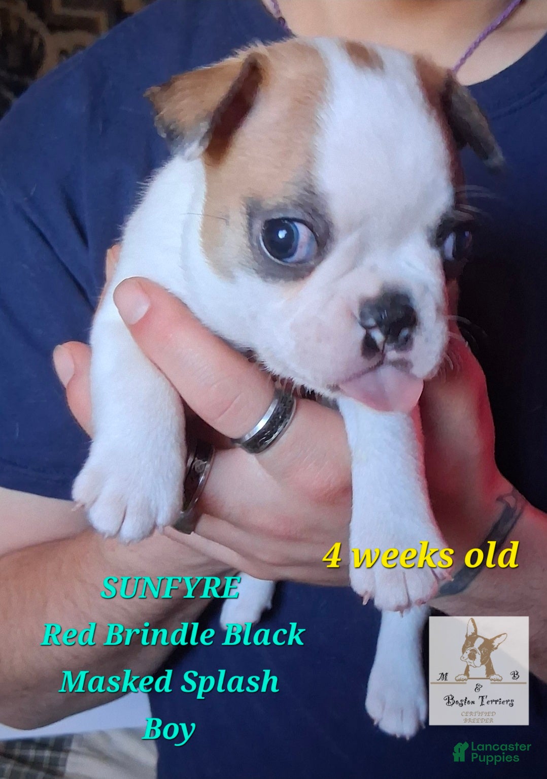 Boston Terrier dogs Sunfyre - Ad 6