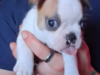 Boston Terrier dogs Sunfyre - Ad 6