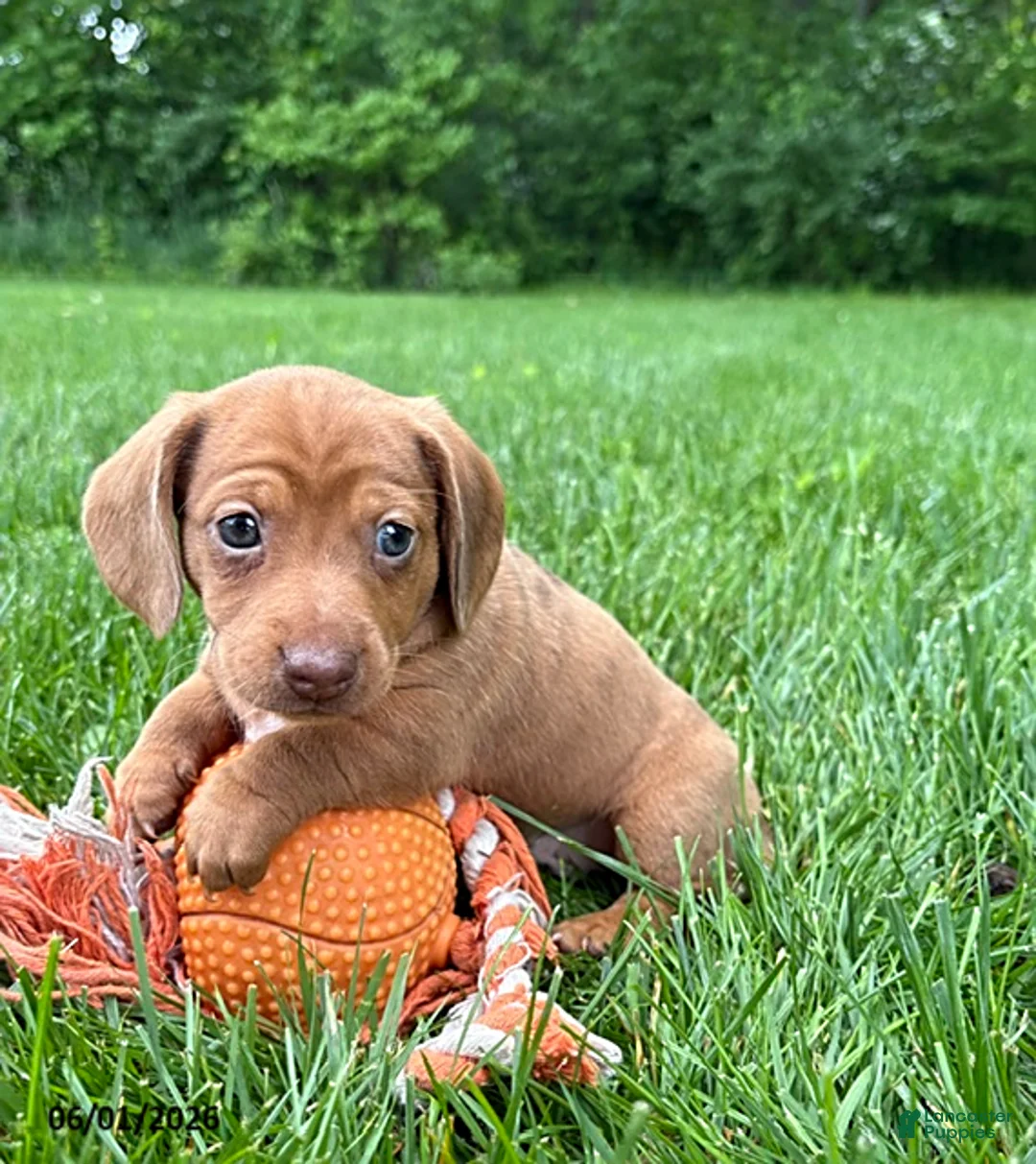 Dachshund dogs for sale: Raine - Ad 1