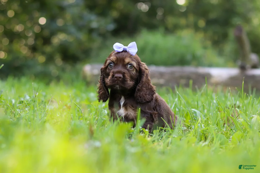 Cocker Spaniel dogs for sale: Sophia - Ad 1