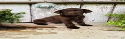 Labrador Retriever dogs for sale: Faith  - Ad 4