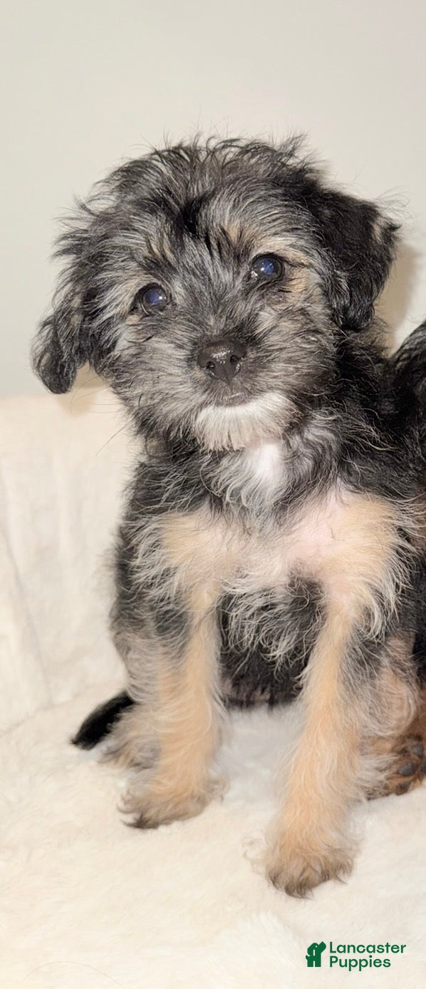 Morkie dogs Morkie Puppy 2 - Ad 23