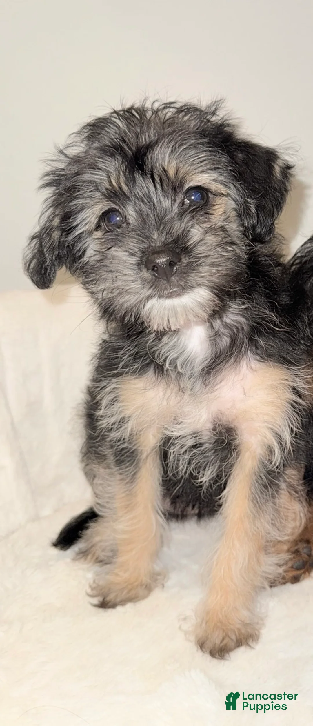 Morkie dogs for sale: Morkie Puppy 2 - Ad 1
