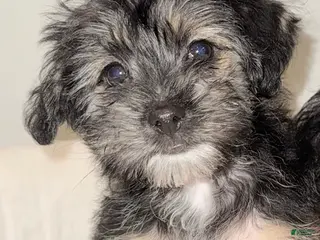 Morkie dogs Morkie Puppy 2 - Ad 23