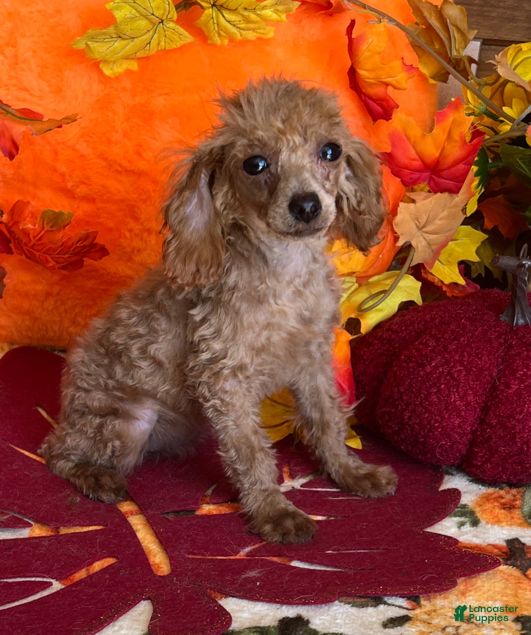 Toy Poodle dogs for sale: Rosey - Ad 2