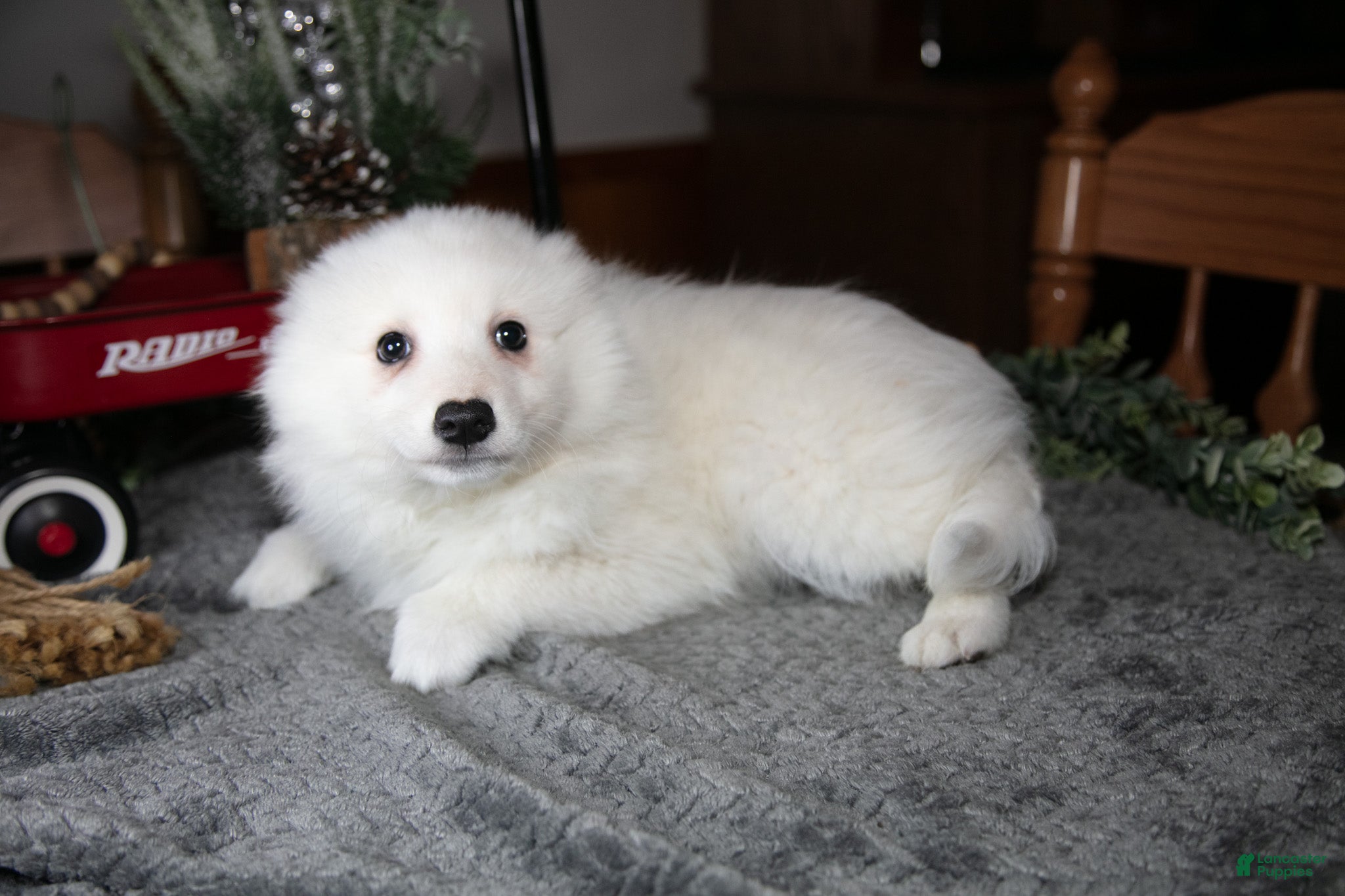 American Eskimo dogs Ivory - Ad 2
