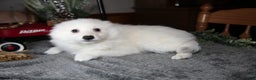 American Eskimo dogs for sale: Ivory - Ad 2