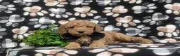 Miniature Poodle dogs for sale: Croydon - Ad 5