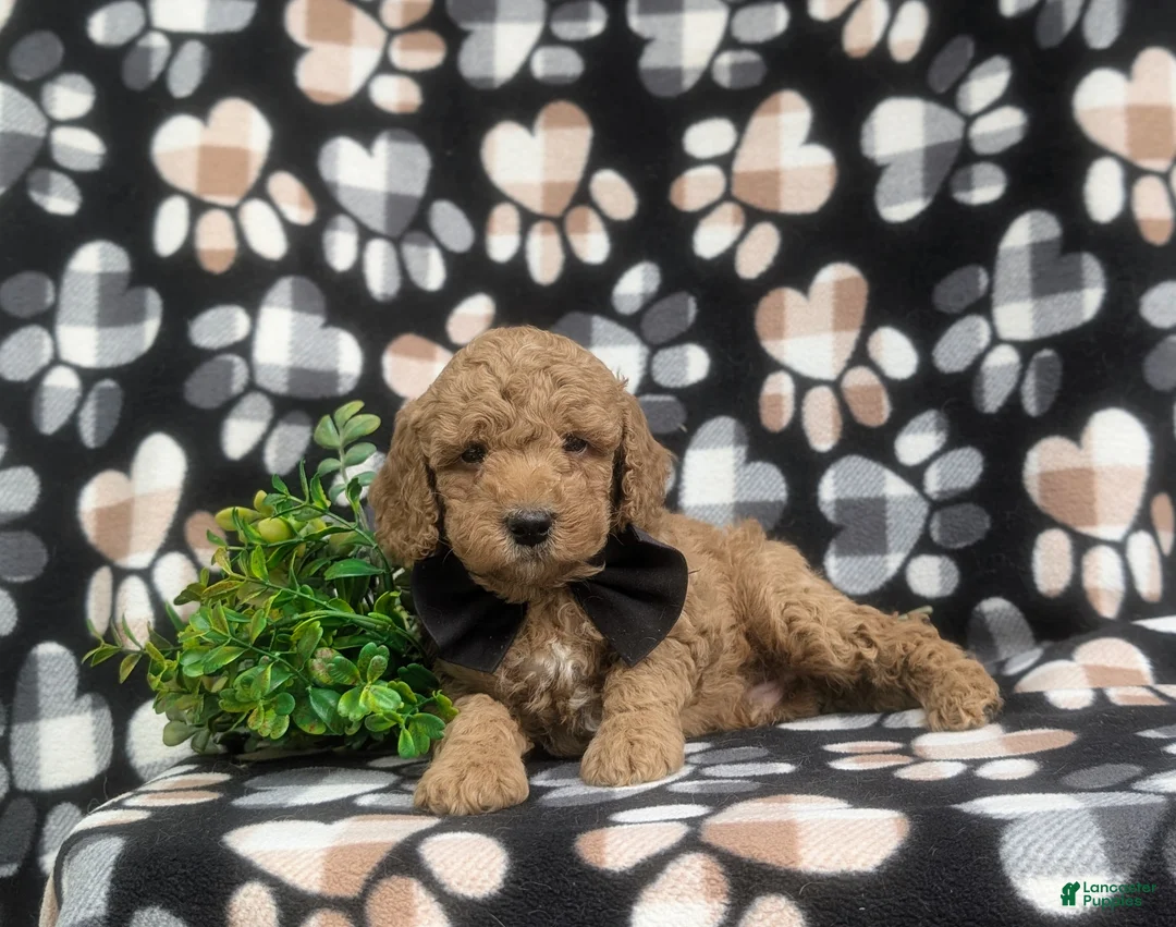 Miniature Poodle dogs for sale: Croydon - Ad 5