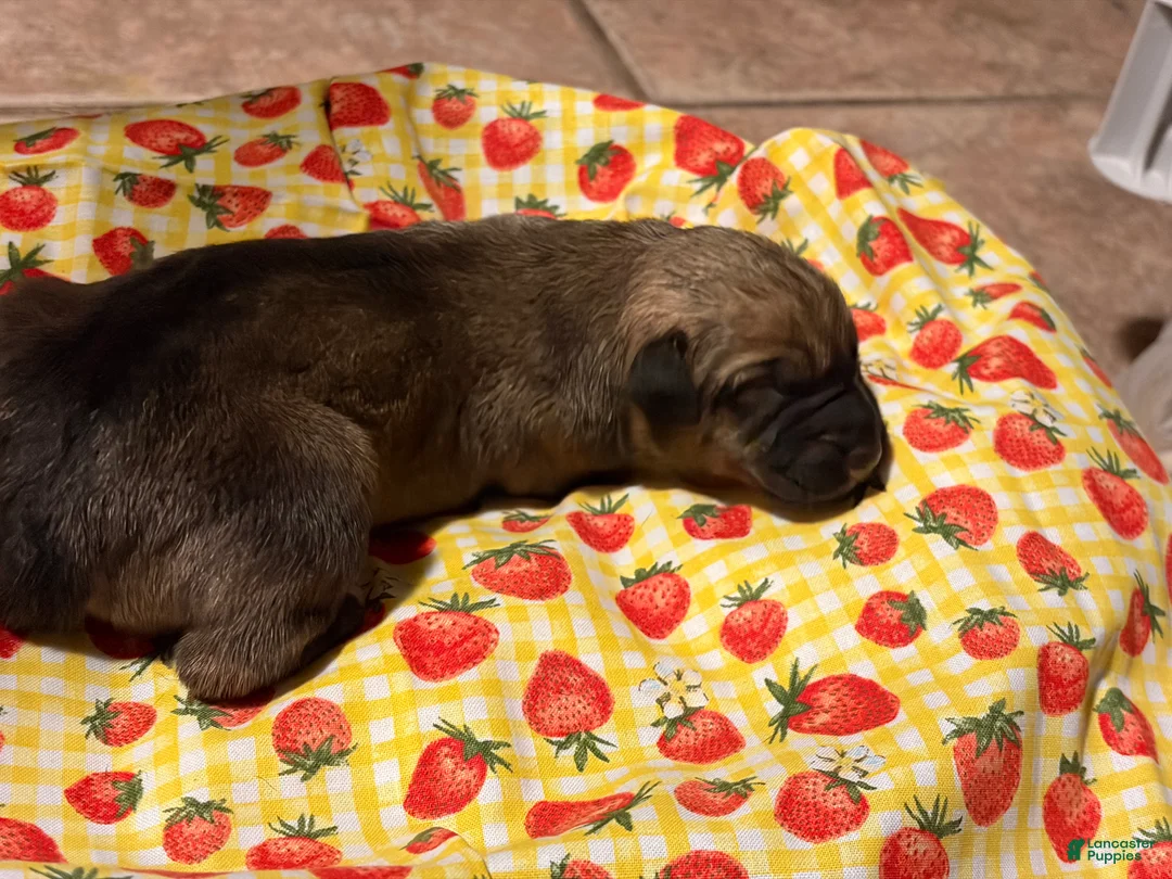 Mixed Breed dogs for sale: Purple Girl - Ad 2