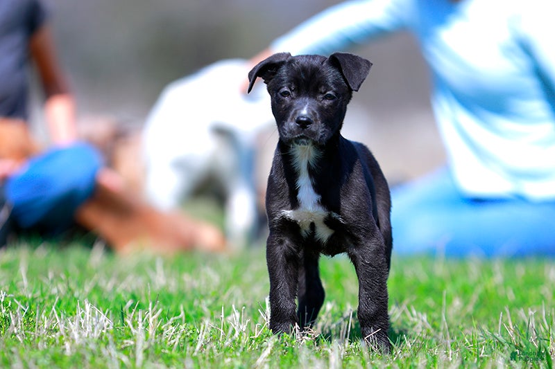 Mixed Breed dogs Magpie - European Doberdane GIRL! - Ad 1